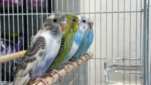 Combo De Trio De Australianas Colores Segun Stok