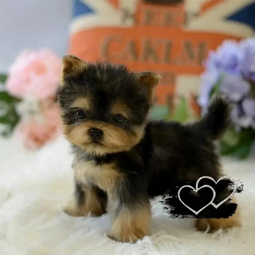 Dd Filhote De Cachorro Yorkshire De Pelúcia Realista 2025