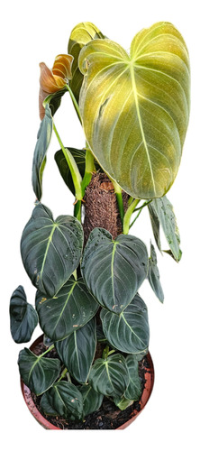 Philodendron Melanochrysum Grandes