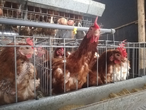 Venta Gallinas Ponedoras Al X Mayor Trujillo