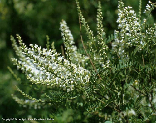 Cedrón De Monte Azahar Aloysia Gratissima Aromática Nativa