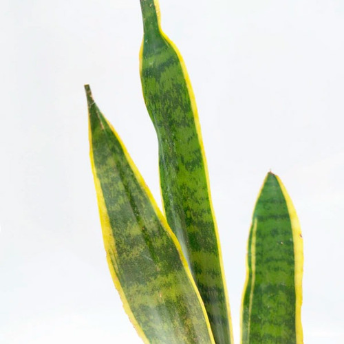 Planta Sansivieria Amarilla M12 Interior Green Online Vivero