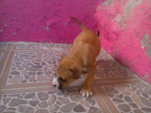 Imagen 3 de 6 de Cachorros Bull Terri En Venta 1500$