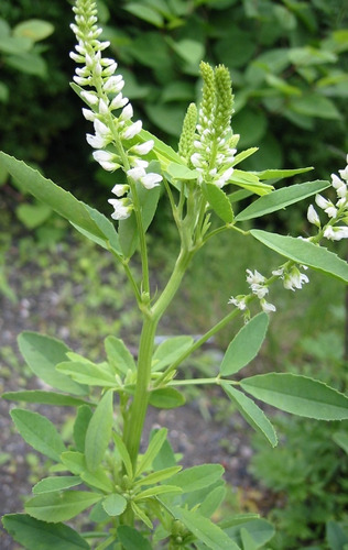 Semillas Melilotus Alba X 1 Kg