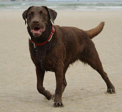 Labrador Negros Hembras Y Machos Puros 100% Con Garantia
