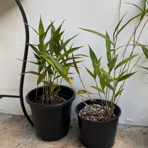 Kit Orquídea Sobralia + Stanhopea Tigrina Muda Adulta