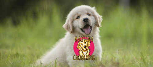 Cachorros Puros En Palermo Caba, Tambien Envios
