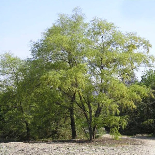Fresnos, Sauces, Acacias, Frisias, Aguaribay, Ligustrum