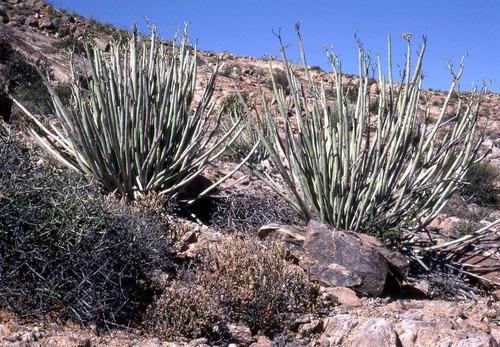 Paquete De Euphorbias (aloes, Lithops, Haworthias, Agaves)