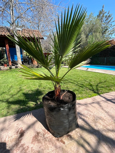 Palmera Washingtonia Robusta (abanico)