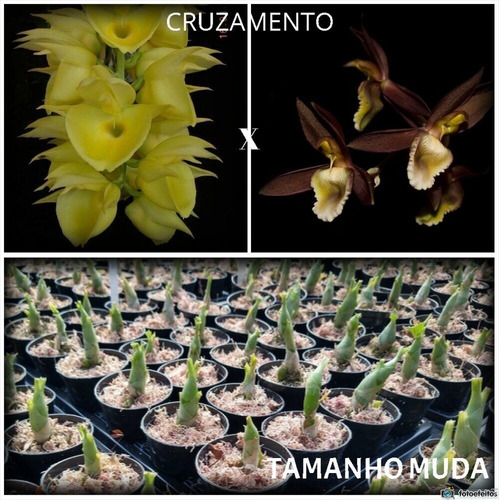 Orquidea Catasetum Pileatum Amarelo X Juarenense | Parcelamento sem juros