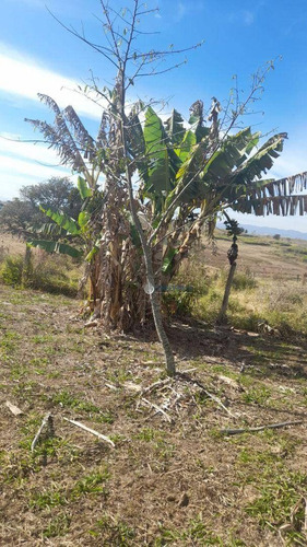 Imagem 9 de 22 de Chácara Repleta De Árvores Frutíferas - Ch0032