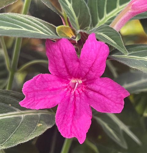 Muda De Ruellia Makoyana -atrai Abelhas Planta Veludo Pink