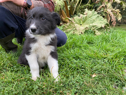 Border Collie Cachorros Linea De Trabajo (nacieron 7 De Feb)