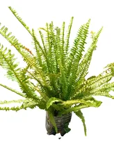 Comprar Planta Helecho De Exterior Grandes Frodosos Ideal Cercos