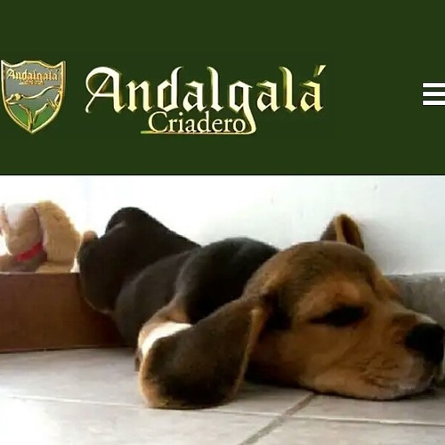 Cachorros Beagles . Calidad Y Sanidad.