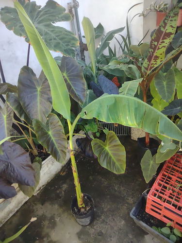 Planta De Musa Ornata (banano De Flor Rosa)