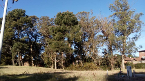 Lote Multifamiliar- Av. Shaw E/palometa Y Besugo