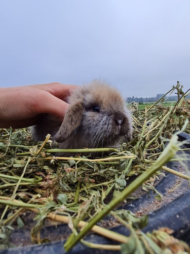 Imagen 9 de 9 de Conejitos Enanos Holland Lop