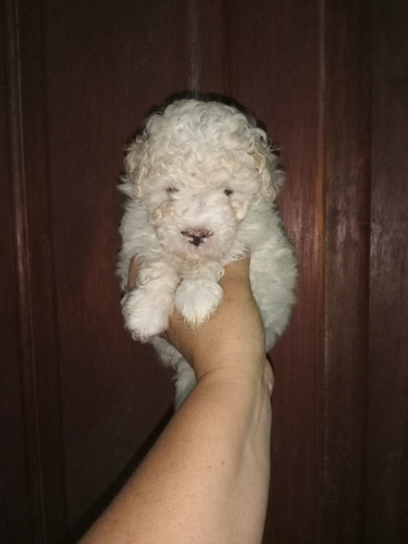 Imagen 1 de 4 de Caniche Mini Hembra