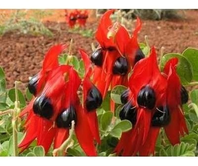 Semillas De Swainsona Formosa O Flor De Sangre