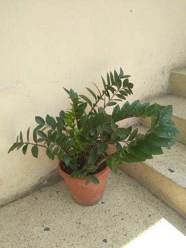 Plantas De La Abundancia De La Fortuna Variedad De Tamaños 