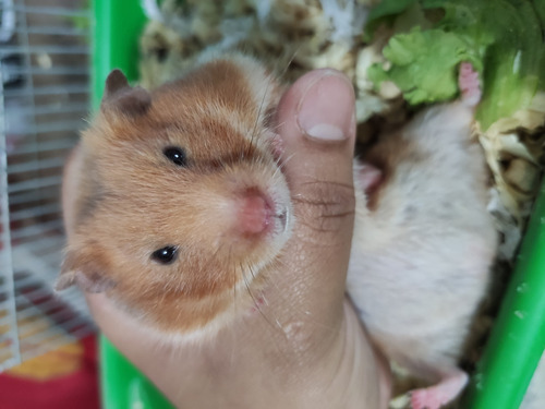 Imagem 10 de 11 de Hamster Sírio