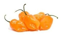 10 Gramos De Semillas Chile Habanero Var. Comercial Orange
