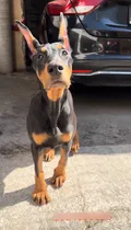 Comprar Excelente Cachorra Doberman Línea Americana Golondrino