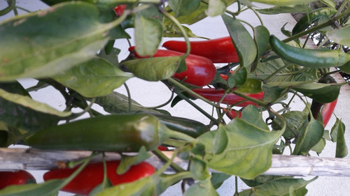 Imagen 2 de 3 de Pimiento Ají Chile Jalapeño A Toda Huerta