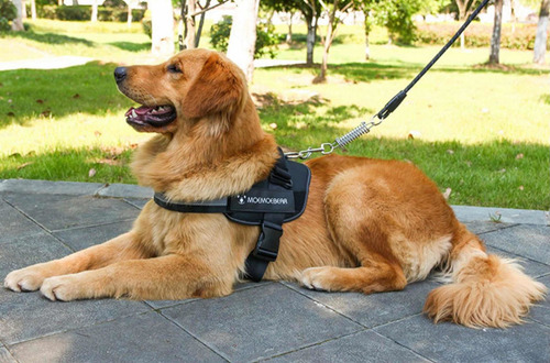 Imagen 4 de 5 de Set De Arnés Y Correa Para Perro Perras Pequeños Y Gatos