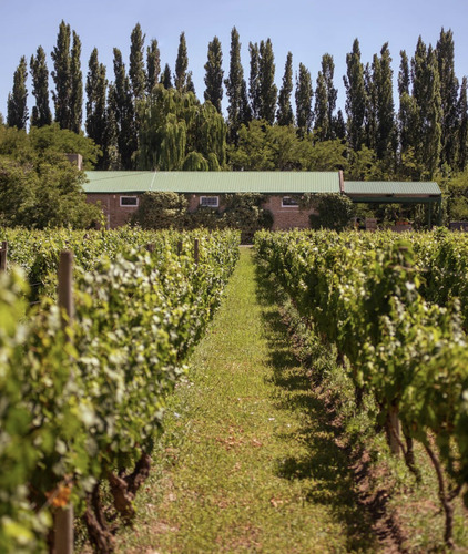 Vino A Lisa Malbec - Bodega Noemia - Organico - Rio Negro