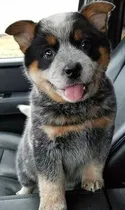 Comprar Pastor Australiano Cachorros Súper Lindos