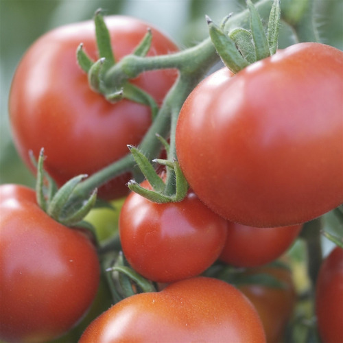 Semillas Organicas De Tomate Moneymaker Ideal Huerta