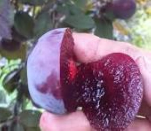 Ciruela Genovesa Arbol Grande 2,8m - E,gratis. Rosa