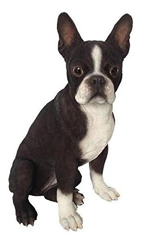Hi-line Ltd Regalo De Boston Terrier Perro Estatua.