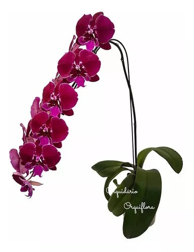 Orquídea Phalaenopsis Cascata Planta Adulta Natural N67 | Frete grátis