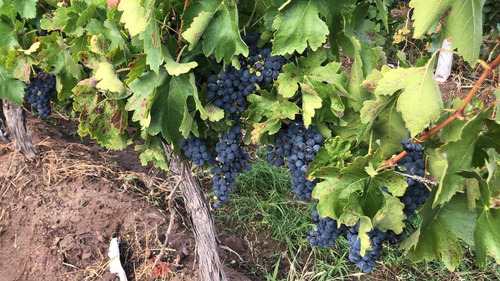 Imagen 4 de 5 de Finca En Venta, El Borbollon, Mendoza.