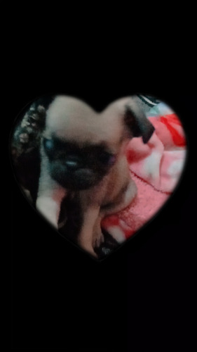 Perro  Pug 2 Meses 