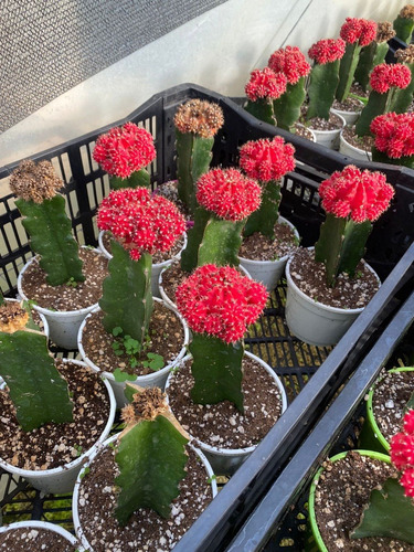 Imagen 3 de 4 de Cactus Gymnocalycium Injertado Rojo/amarillo Planta Exotica