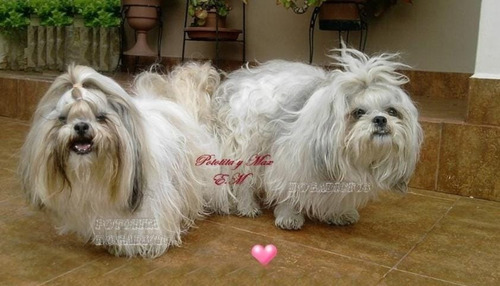 Divino Cachorro Shitzu Mini Excelente Genètica 350 Shih Tzu