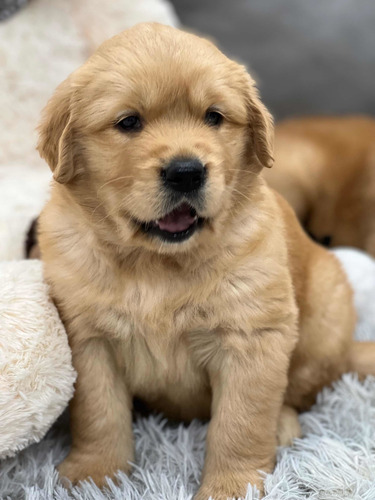 Cachorros Golden Retriever Con Microchip.