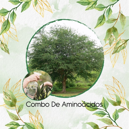 Combo De Aminoácidos Concentrado Para Árbol Payande