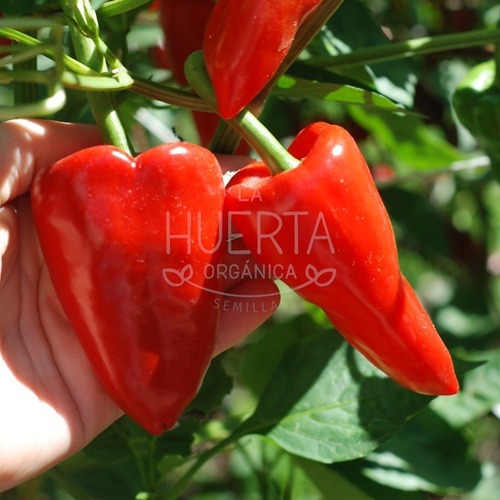 Semillas Pimiento Del Piquillo! Muy Dulce! Original Español