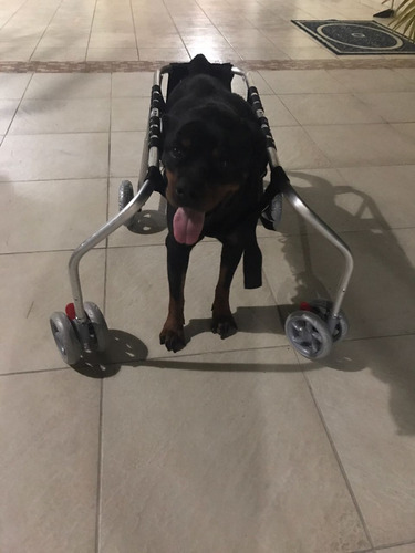 Cadeira De Rodas Para Cães(andador) 4 Rodas De 27 A 33kg 