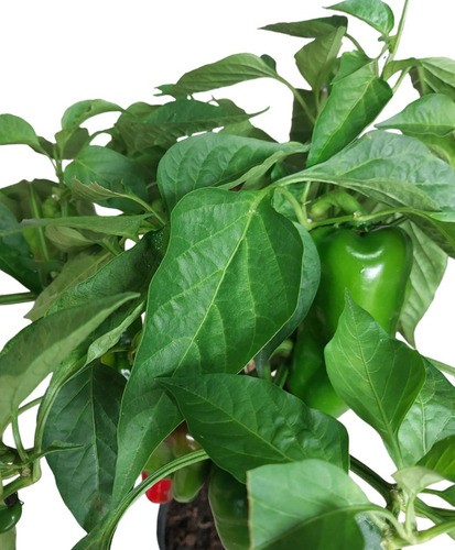 Planta Pe De Pimentão Vermelho. Capsicum Annum .