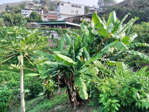 Imagen 3 de 4 de Vendo Parcela De Terreno De 809 M2, Ref. 16.000 - San Pedro