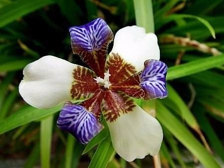 Sementes Iris Sortidas Flor De Lis Flores Bulbos P/ Mudas | MercadoLivre