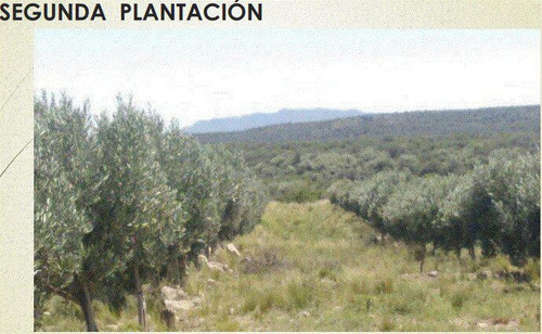 Imagen 4 de 10 de Fracción En Venta, Ideal Para Desarrollo De Olivares Y De Vid, San Luis