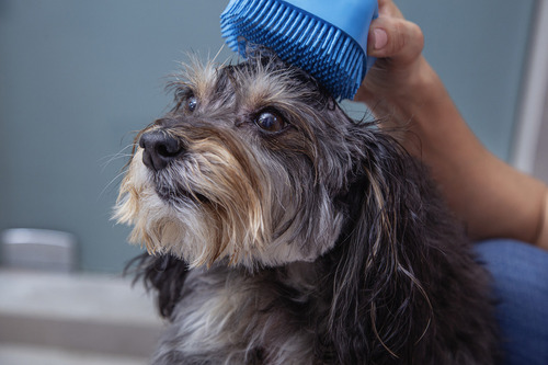 Cepillo Dispensador De Jabón Baño Perros Mascotas Reynera Color Azul